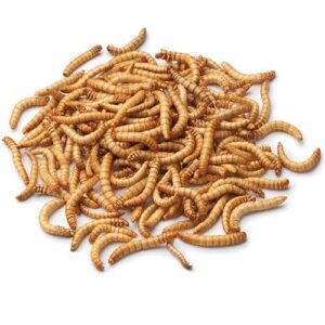buy mealworms for sale online